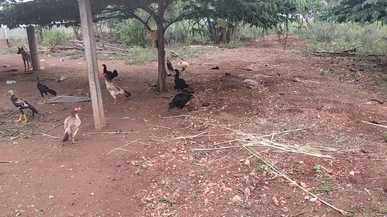 My YouTube channel intro/farming in tamil/Agriculture/goat farm/Nattukoli pannai/nattu Koli valarpu