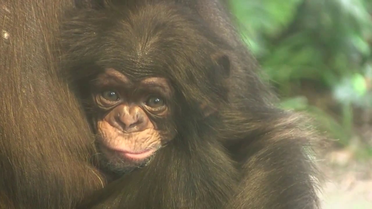 東山チンパンジー 双子の赤ちゃん 12  Chimpanzee twin baby