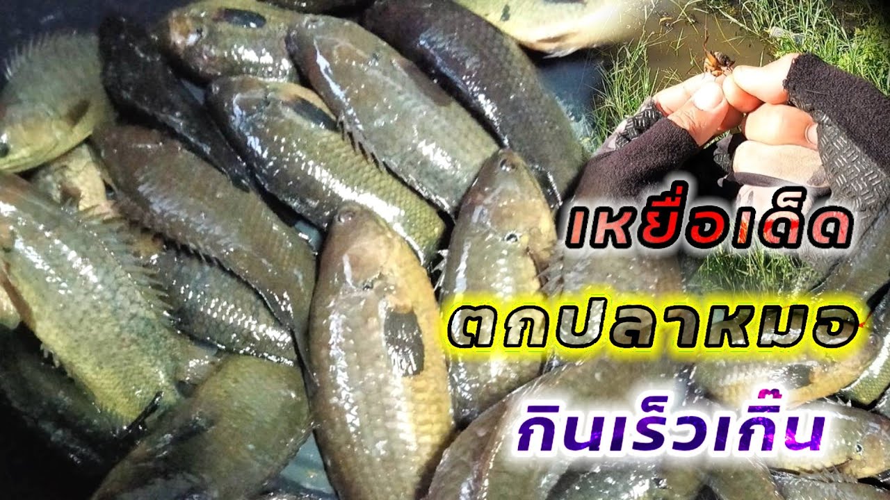 เหยื่อเด็ดตกปลาหมอนา กินเร็วจัดคัดไซส์เอาเลยครับ #ตกปลาหมอนา #fishing #จิ้งหรีดตกปลา