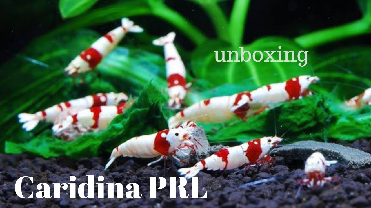 Caridinas Crystal Red PRL 