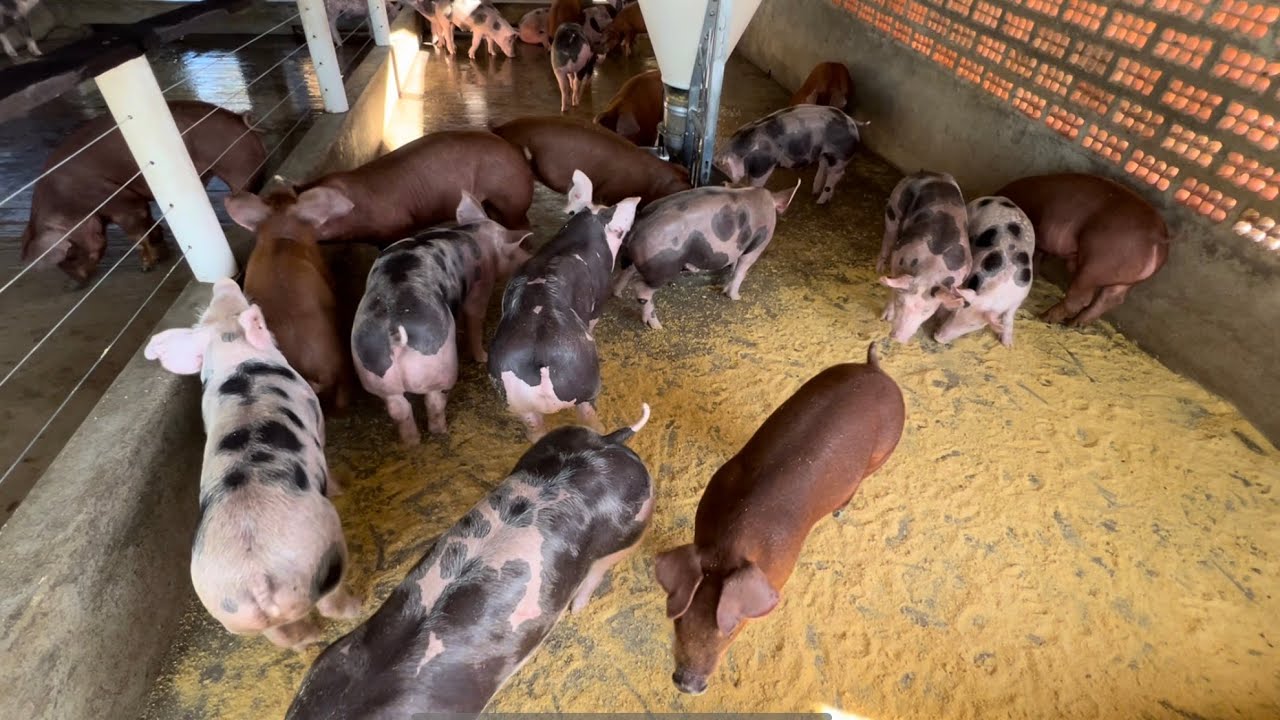 Ensine seus leitões a fazerem às necessidades no lugar certo.