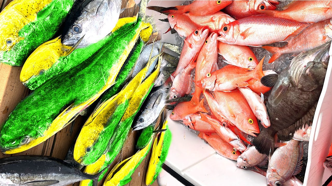 БАГАМСКИЕ ОСТРОВА ПОРАЖАЮТ!!! Дельфин, тунец, люциан, групер и многое другое!!