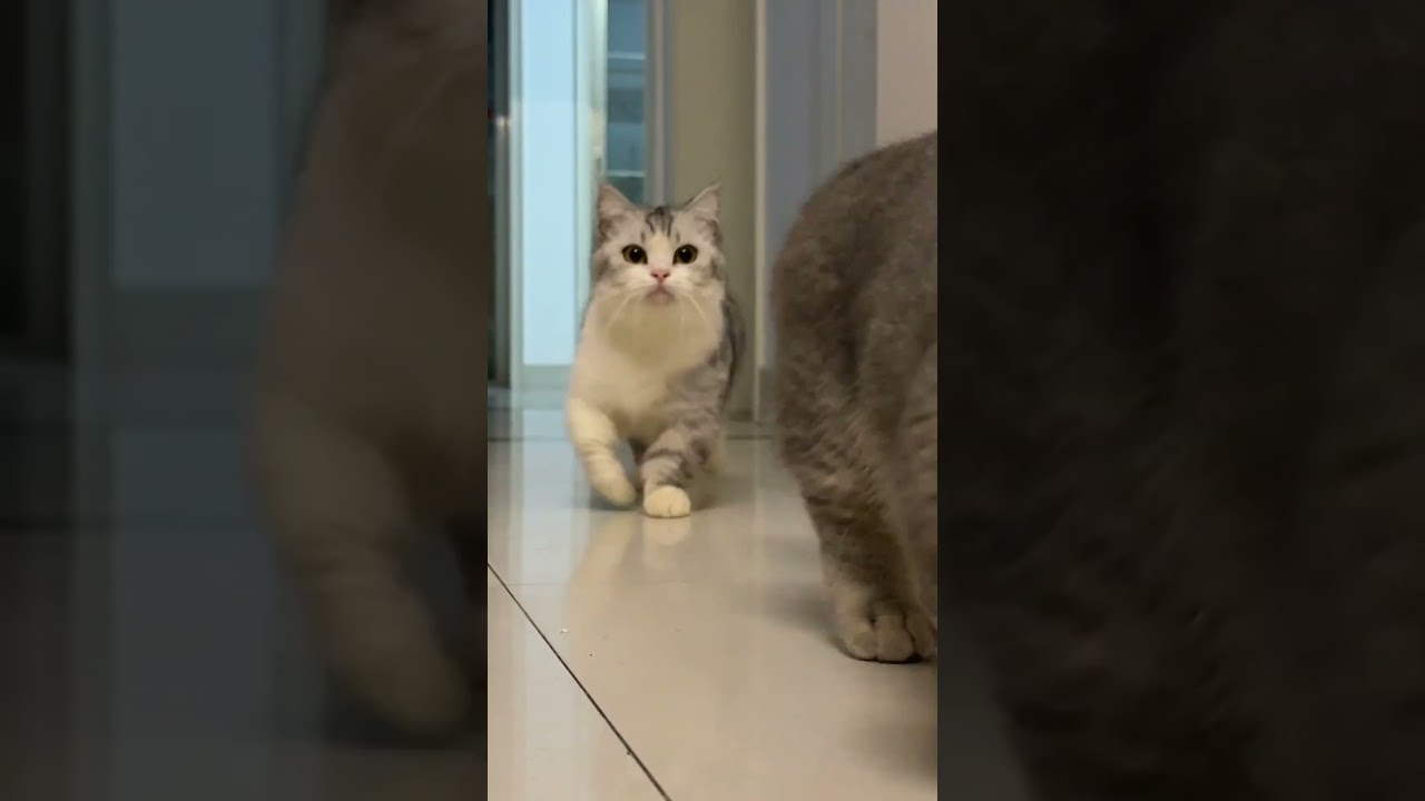 Can the cute kittens heal you? 