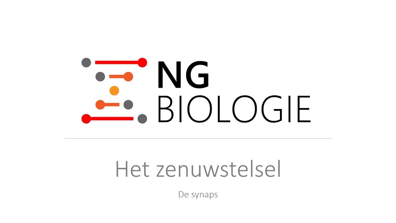 Het zenuwstelsel - de synaps - HAVO/VWO