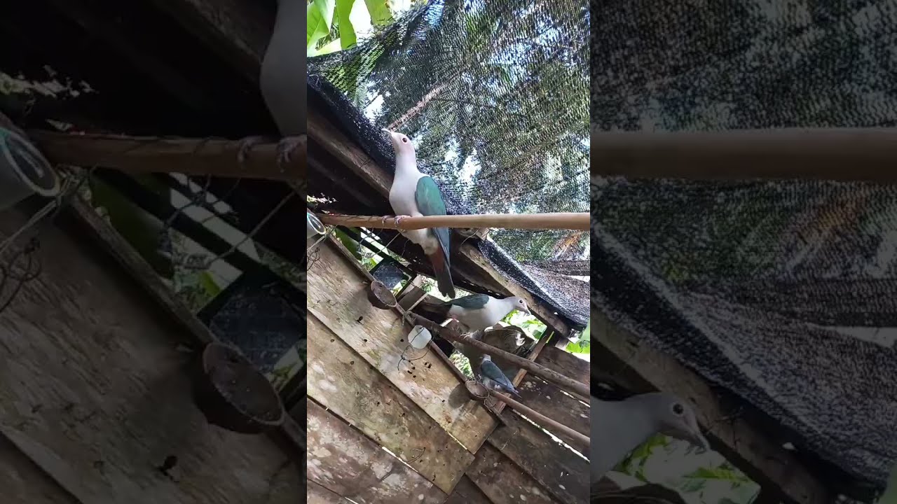 BURUNG PERGAM DI TEMPAT KALIAN APA NAMANYA#short #shorts