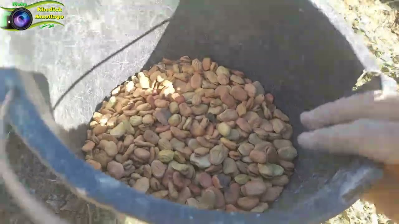 موسم زرع الفول tuzzut n ibawn