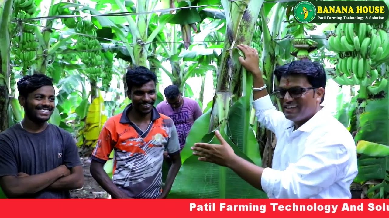वादळ वाऱ्यात केळी उभी केळी बाग संरक्षण natural calamity banana protection #banana_house केळी बांधणी