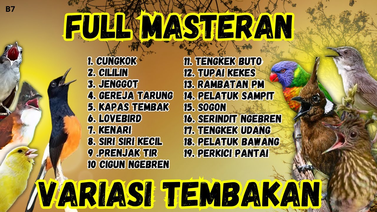 🔴 FULL MASTERAN‼️ MURAI BATU GACOR TEMBAKAN VARIAS