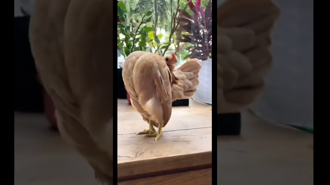 Daily Donpollo #shitposting #shitpost #goofy #donpollo #ohio