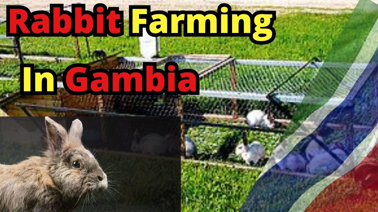 From China to Rabbit Farming: A Journey of Passion and Success!
