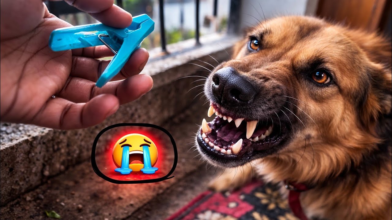 हैप्पी ने काट लिया😭😡|happy ne kaat liya