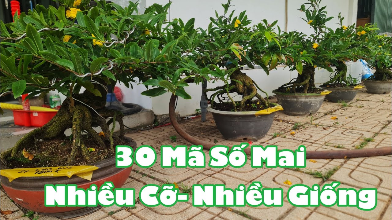 Ngày 26/02. 30 Mã Số Mai Thành Phẩm, Nhiều Cỡ, Nhiều Loại Giống.☎Út 0353777111