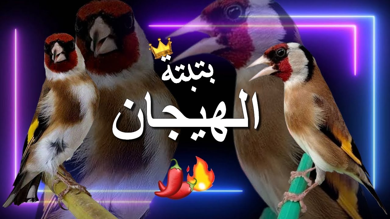 تحفيز رهيييب.. بتبتة تشق الحجر.. خرافية في تحفيز الحسون على التغريد وإخراجه من حالة الصمت والخمول