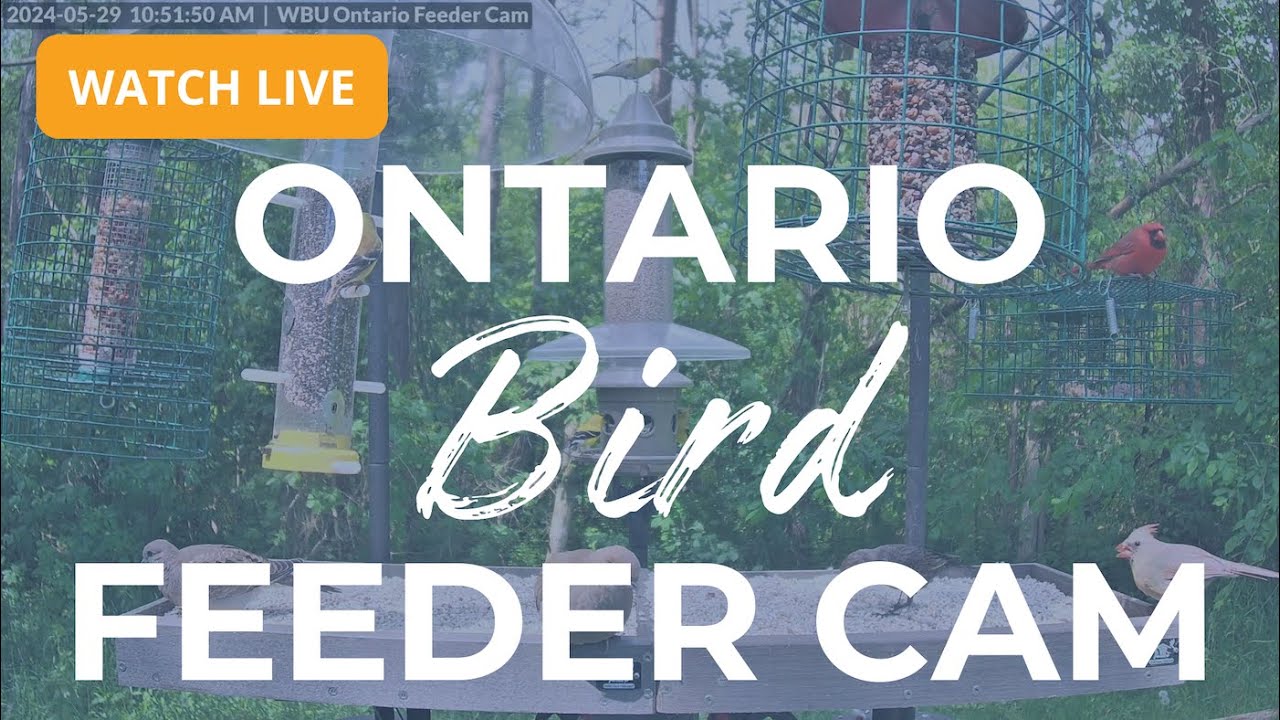 Ontario Bird Feeder Cam- The Most Colourful Birds in 4K