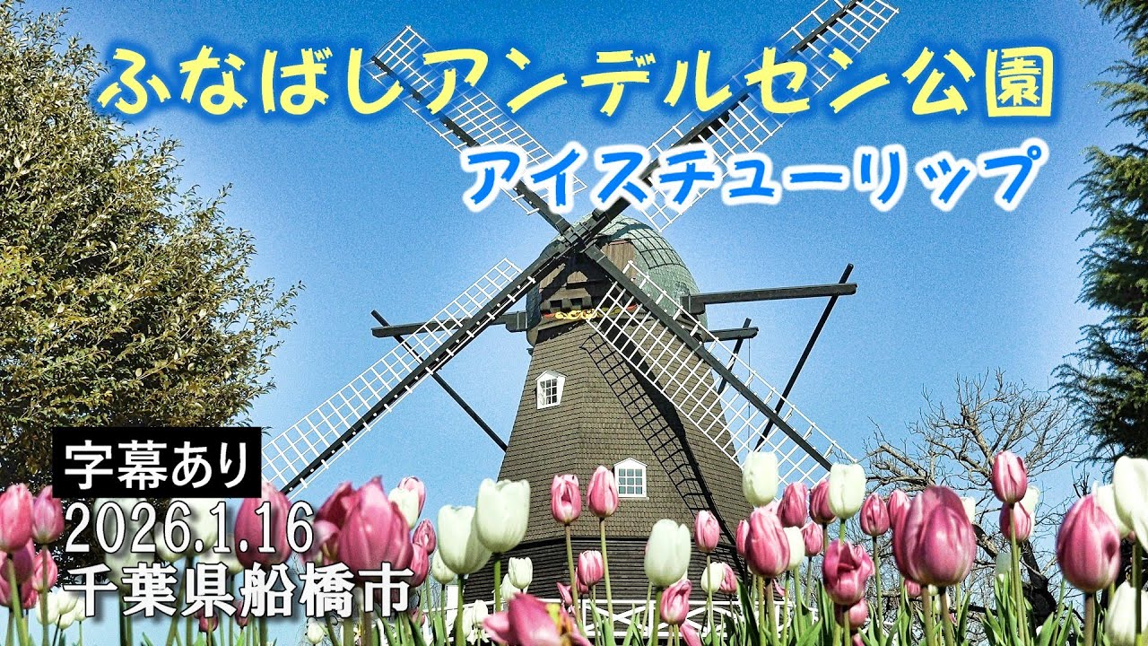 ふなばしアンデルセン公園のアイスチューリップ ～真冬でも色鮮やかに咲くチューリップ～ Ice tulips at Funabashi Andersen Park : 千葉県船橋市 : 4K