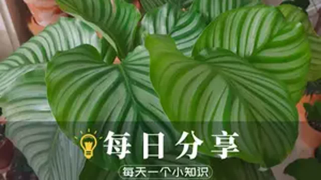 青苹果竹芋莫名焦尖？是什么原因！ 青苹果竹芋，学名圆叶竹芋，是竹芋科肖竹芋属多年生常绿草本观叶植物，由于叶片硕大、叶形浑圆，叶面具有银灰色的条纹，看上去像青苹果。老花医 养花小知识 园艺生活 绿植