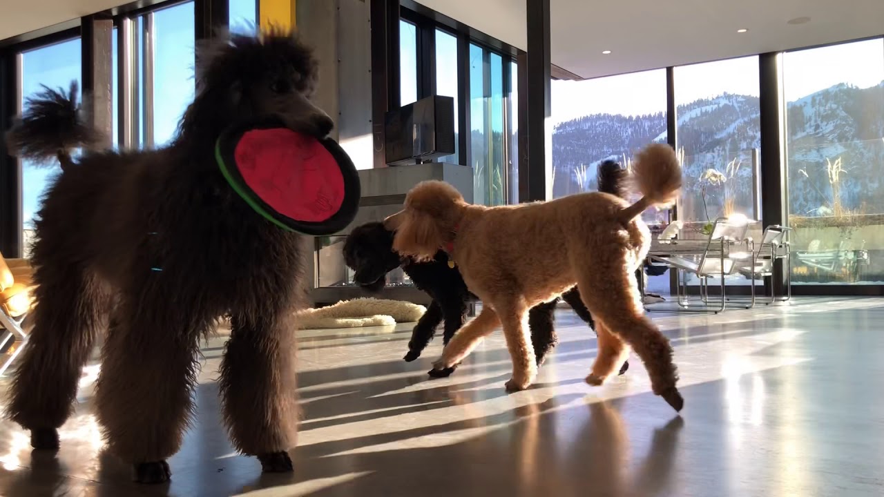 Standard poodles playing in paradise