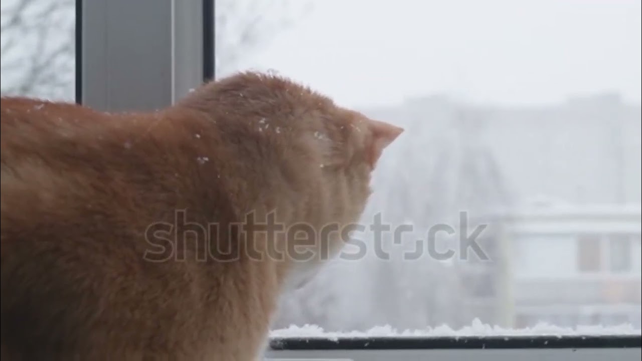 Kittens' reaction to snow, snowy adventures. First steps in the snow-covered yard
