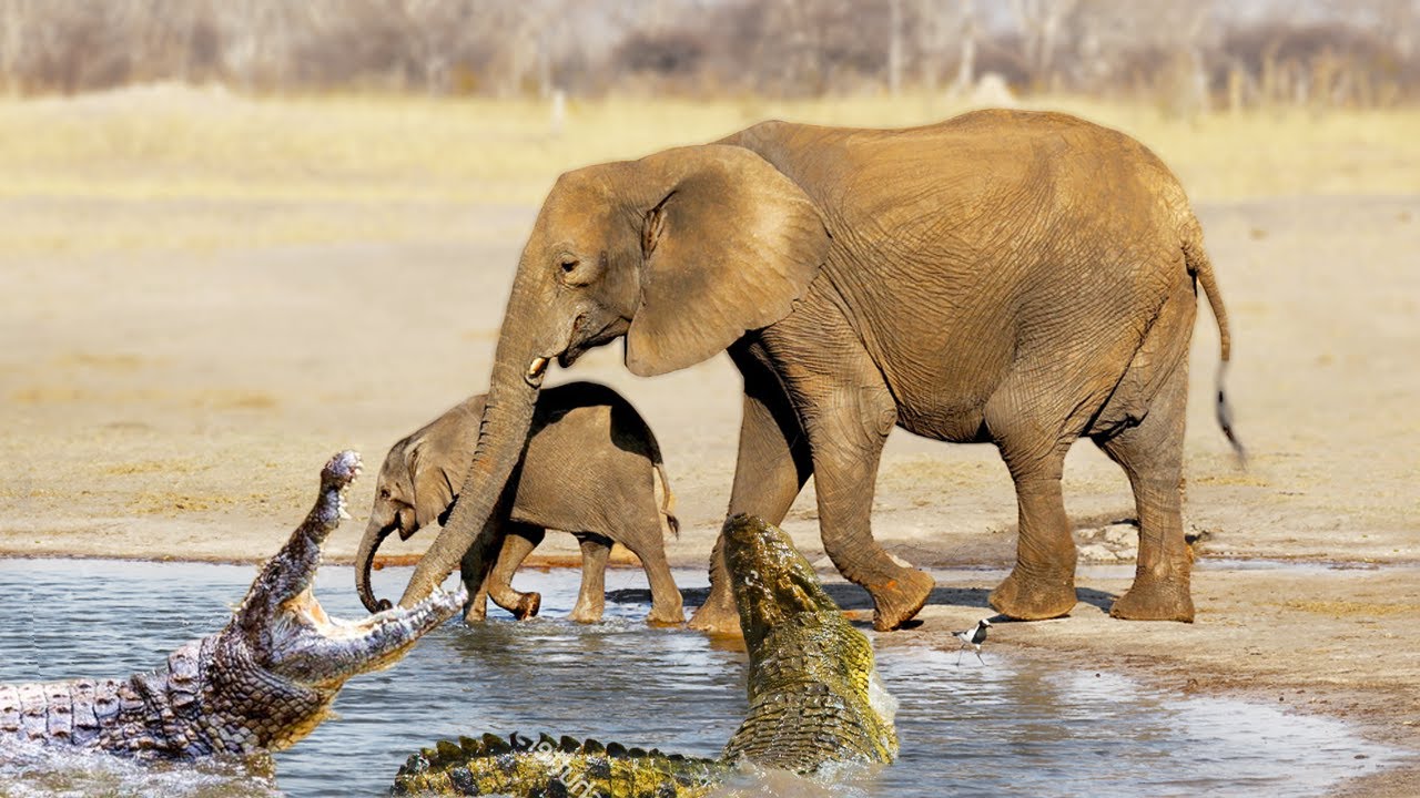 Elephant Vs Big Crocodile In A Big Fights- Who Is The Best ?