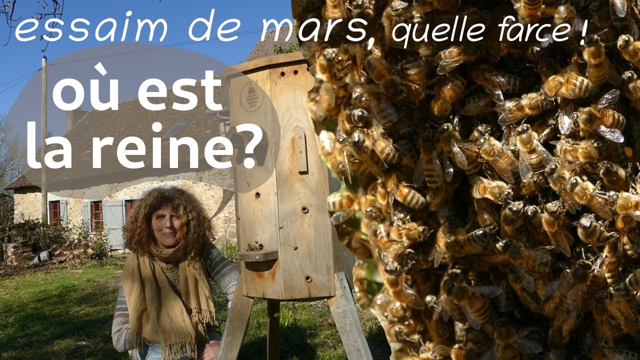 Où est la reine? essaim de mars, quelle farce!