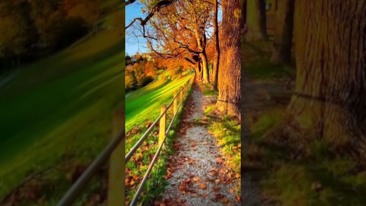 Beautiful Autumn Scenery #autumn #fall #fallfoliage #satisfyingvideo #satisfying #foliage #nature