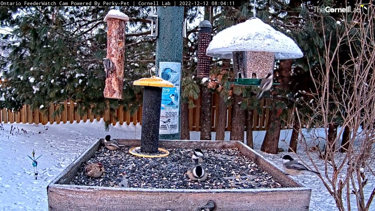 Action-packed Black-capped Chickadee Morning At The Ontario Feeders – Dec. 12, 2022