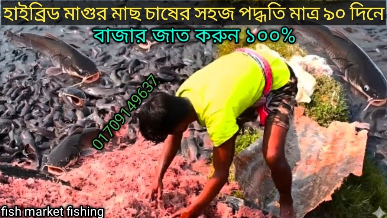 কম খরচে হাইব্রিড মাগুর মাছ চাষ পদ্ধতি | Cat fish | Hybrid magur fish √হাইব্রিড মাগুর মাছের পোনার দাম