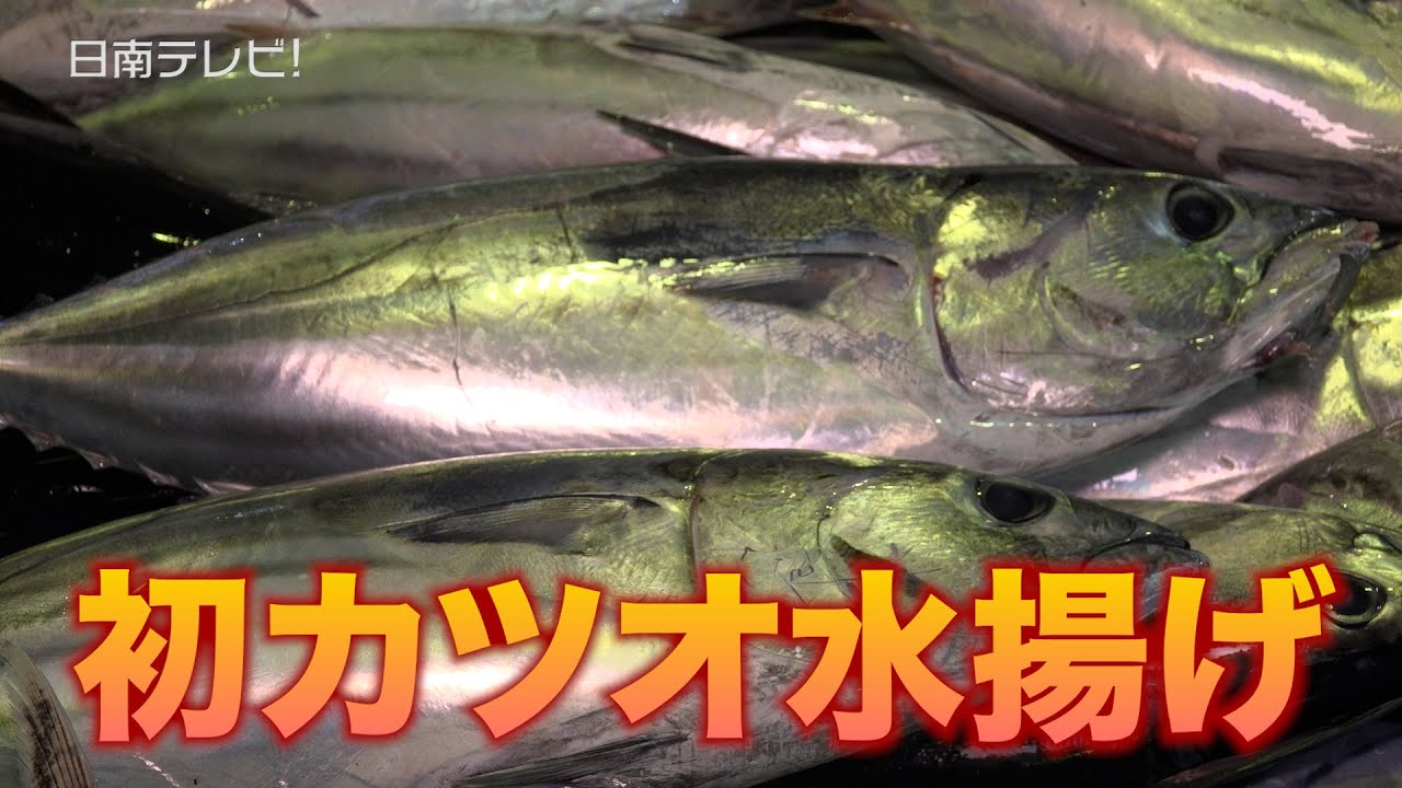 一番船「竜喜丸」帰港　日南かつお一本釣り 今季初水揚げ22トン（宮崎県日南市）