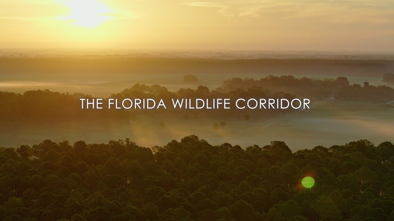 The Florida Wildlife Corridor