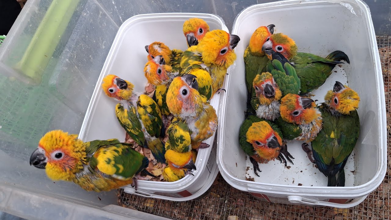 মিরপুর ১ পাখির হাট ২০-০২-২৬ FancyBPS is live