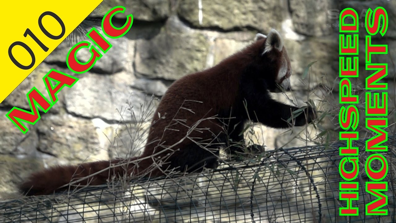 Kung Fu PANDA (RED PANDA) in SLOW MOTION