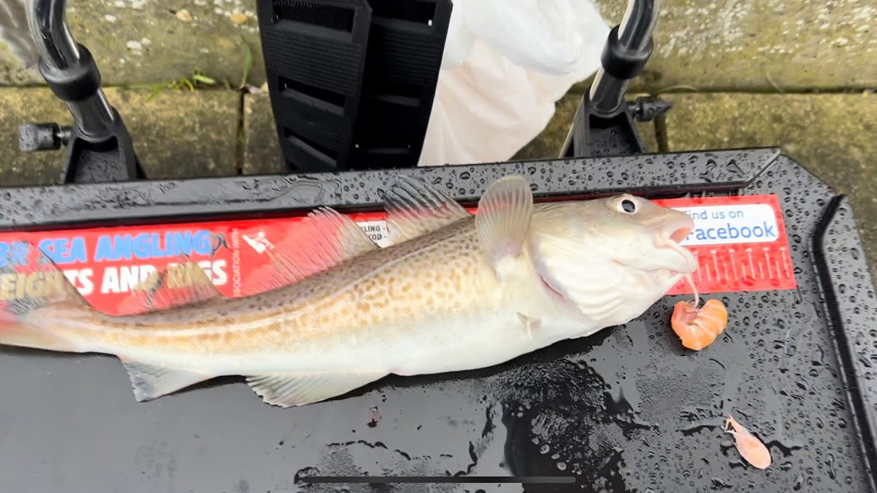 Hunting for cod at the walkway