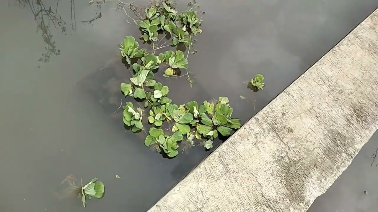 Rebutan Daun Sente