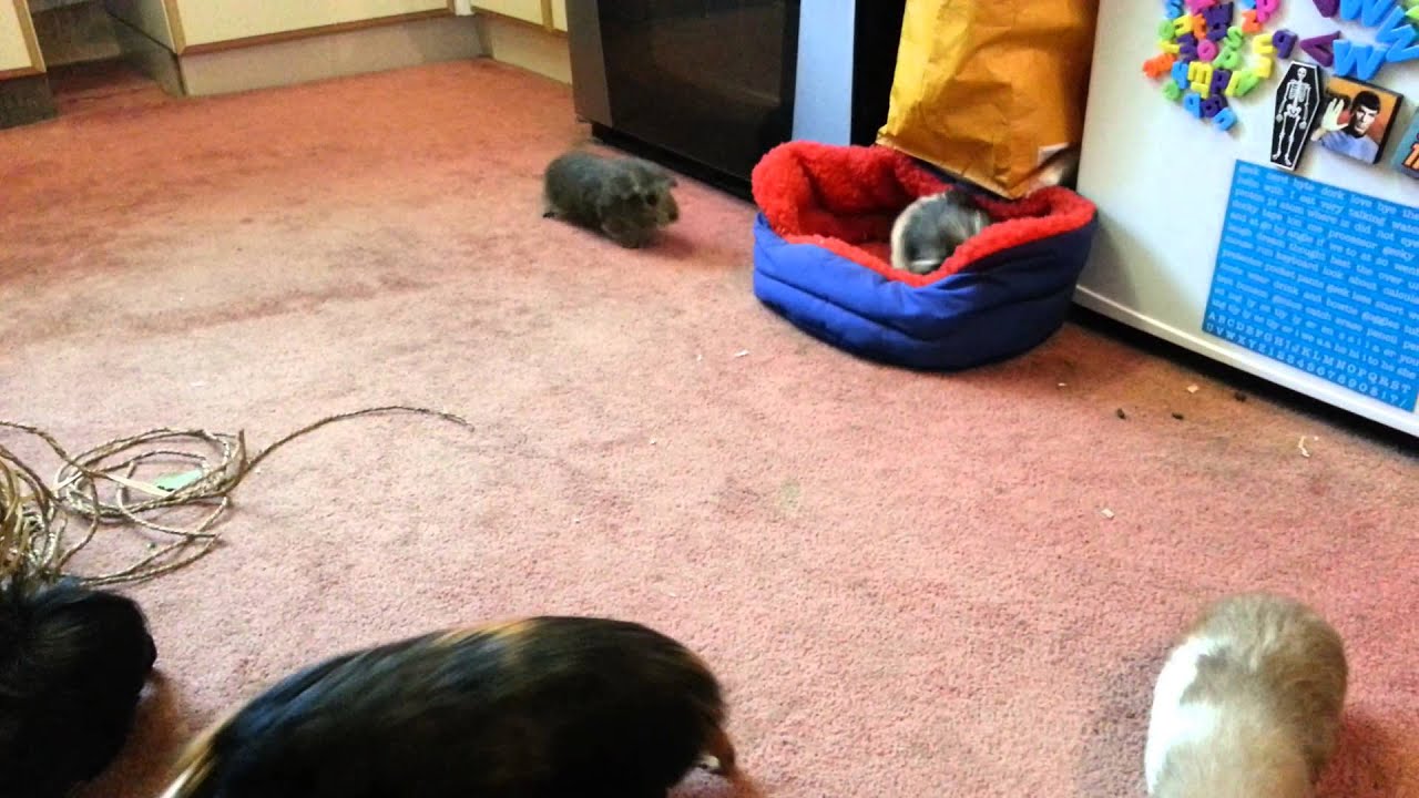 Piggies popcorning in kitchen