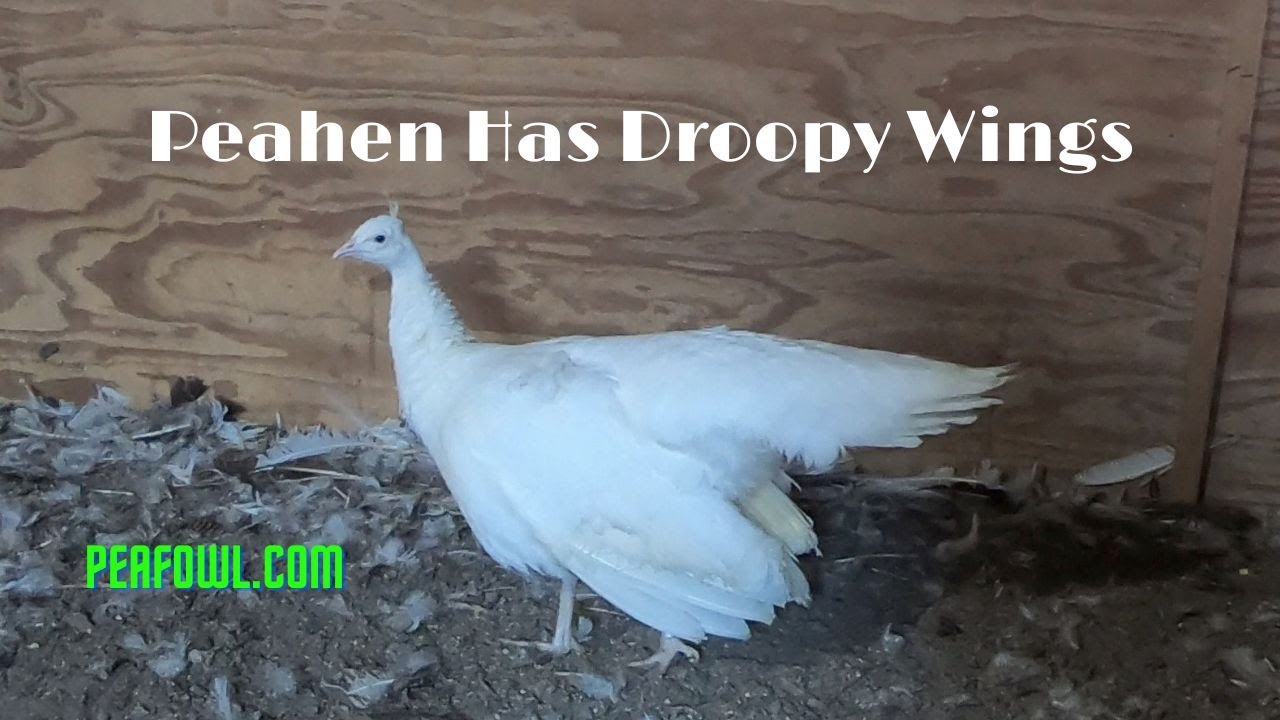 Peahen Has Droopy Wings, Peacock Minute, peafowl.com