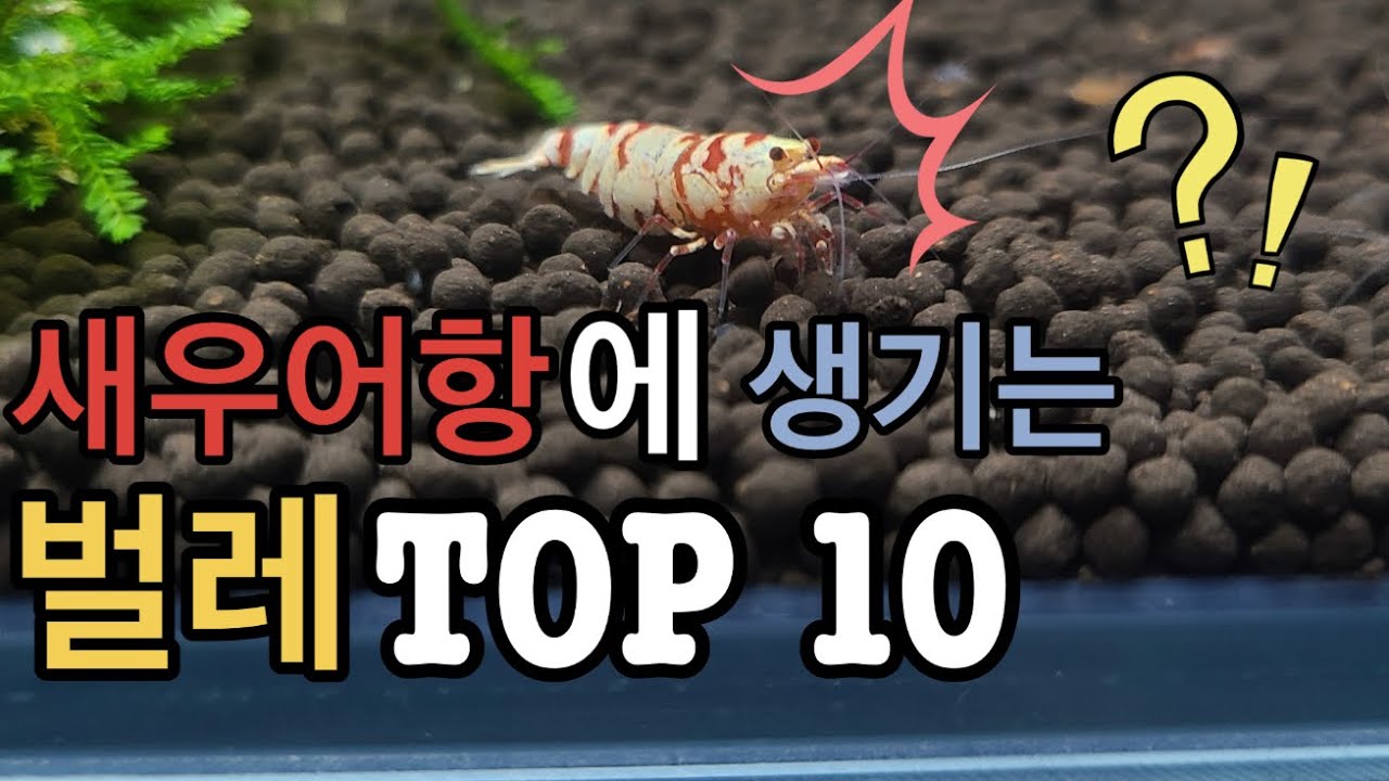 새우 어항에 생기는 이름 모를 벌레의 정체는?!