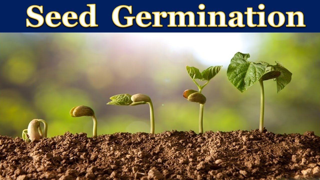 Seed Germination /Detailed Explanation in Hindi #education#kids#children#science#seedgermination