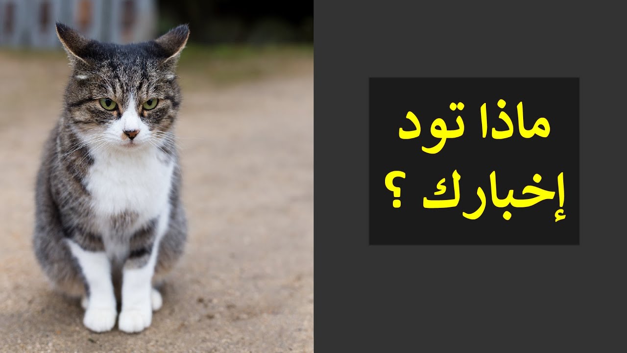 3 أشياء تود أن تخبرك بها القطط عندما تقترب منك في الشارع