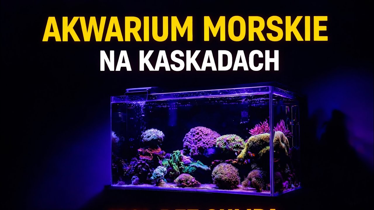 AKWARIUM MORSKIE NA KASKADACH 128L BEZ SUMPA 🌊🪸 odc.38 #akwarystyka #szopensshrimps #morskie