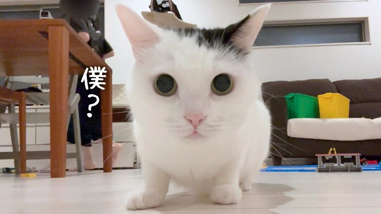 たけるの新しい表情が見れた日｜猫が興味を持ったのはこれでした！