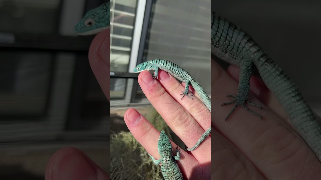 Unveiling RARE New Animals!! (Abronia) *ENDANGERED* #shorts