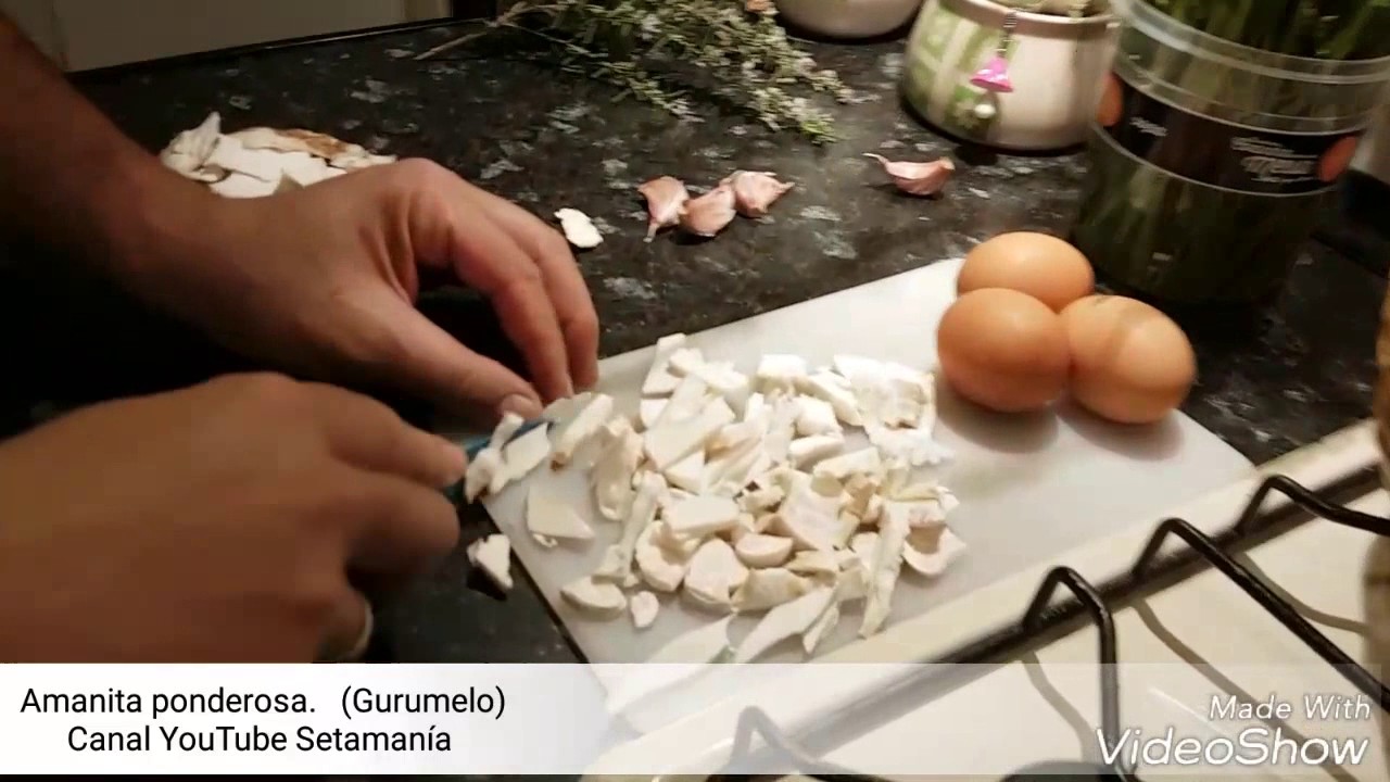 Receta con gurumelos 2025 . Receta Amanita ponderosa. Cocinar Gurumelos. Setamania Aula.