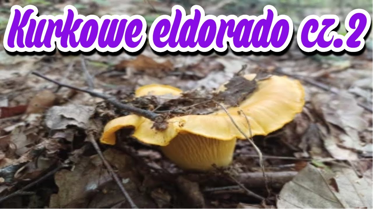 Kurkowe eldorado cz.2