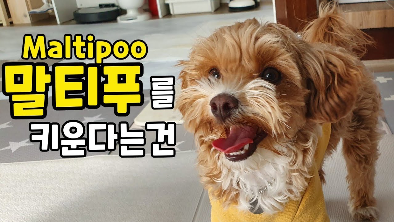 말티푸 성격과 특징. 귀여움 끝판왕 강아지 말티푸 알아보기