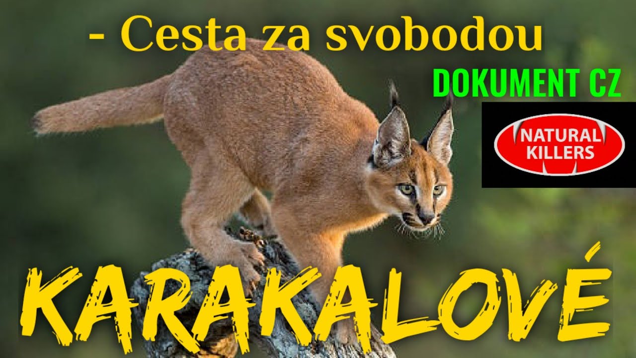 12 KARAKALOV&Eacute; - Cesta za svobodou (DOKUMENT - Pred&aacute;toři zbl&iacute;zka)