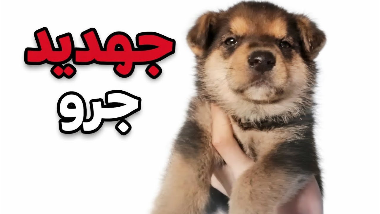 اليوم جبت جرو جديد😍