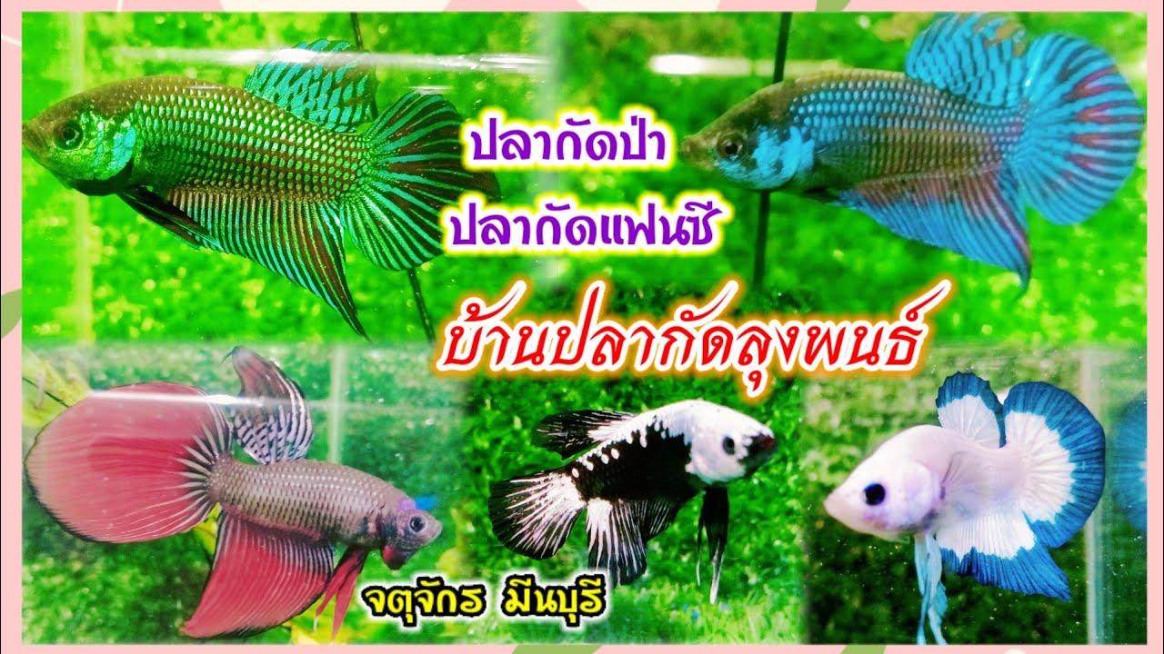 บ้านปลากัดลุงพนธ์ ปลากัดป่า ปลากัดแฟนซี ราคาถูกมาก จตุจักร มีนบุรี