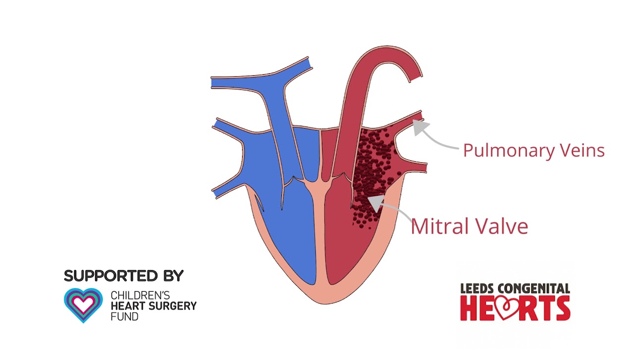 The working heart - an animation