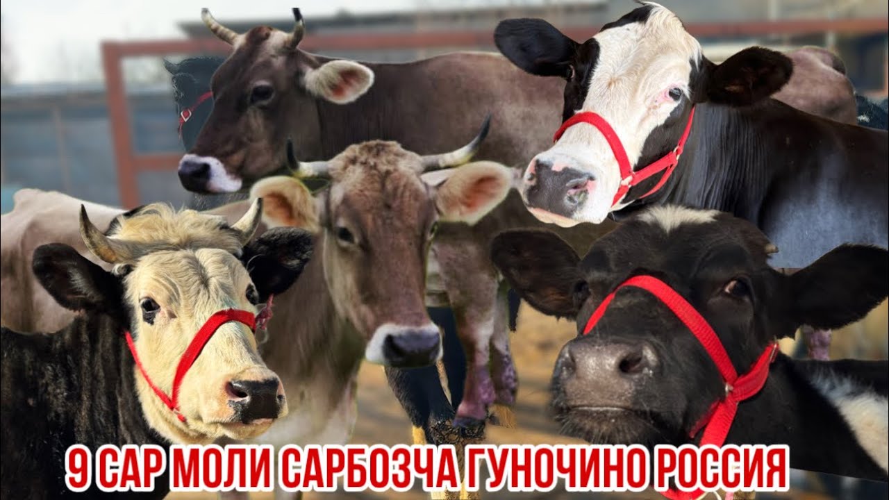 Гуночин моли карпат Россия Сарбозча арзон  11 января 2026 г.