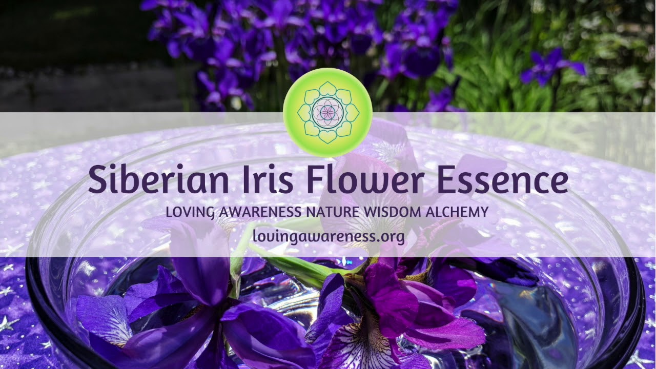 Siberian Iris Flower Essence Message